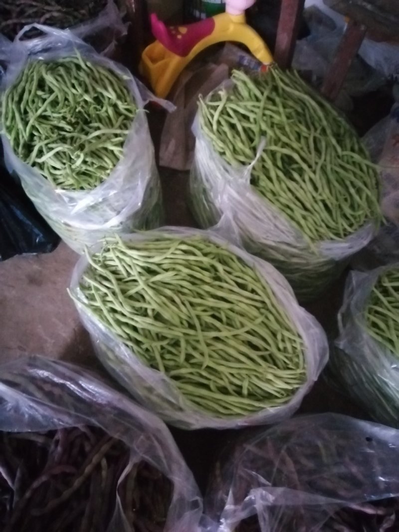 精品无筋豆