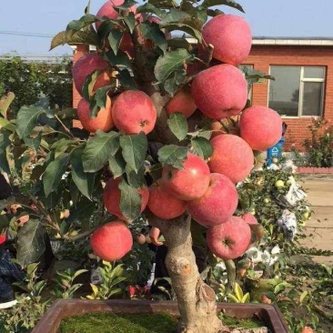 苹果盆景免费提供技术~盆景素材苗诚信经营许可证正品