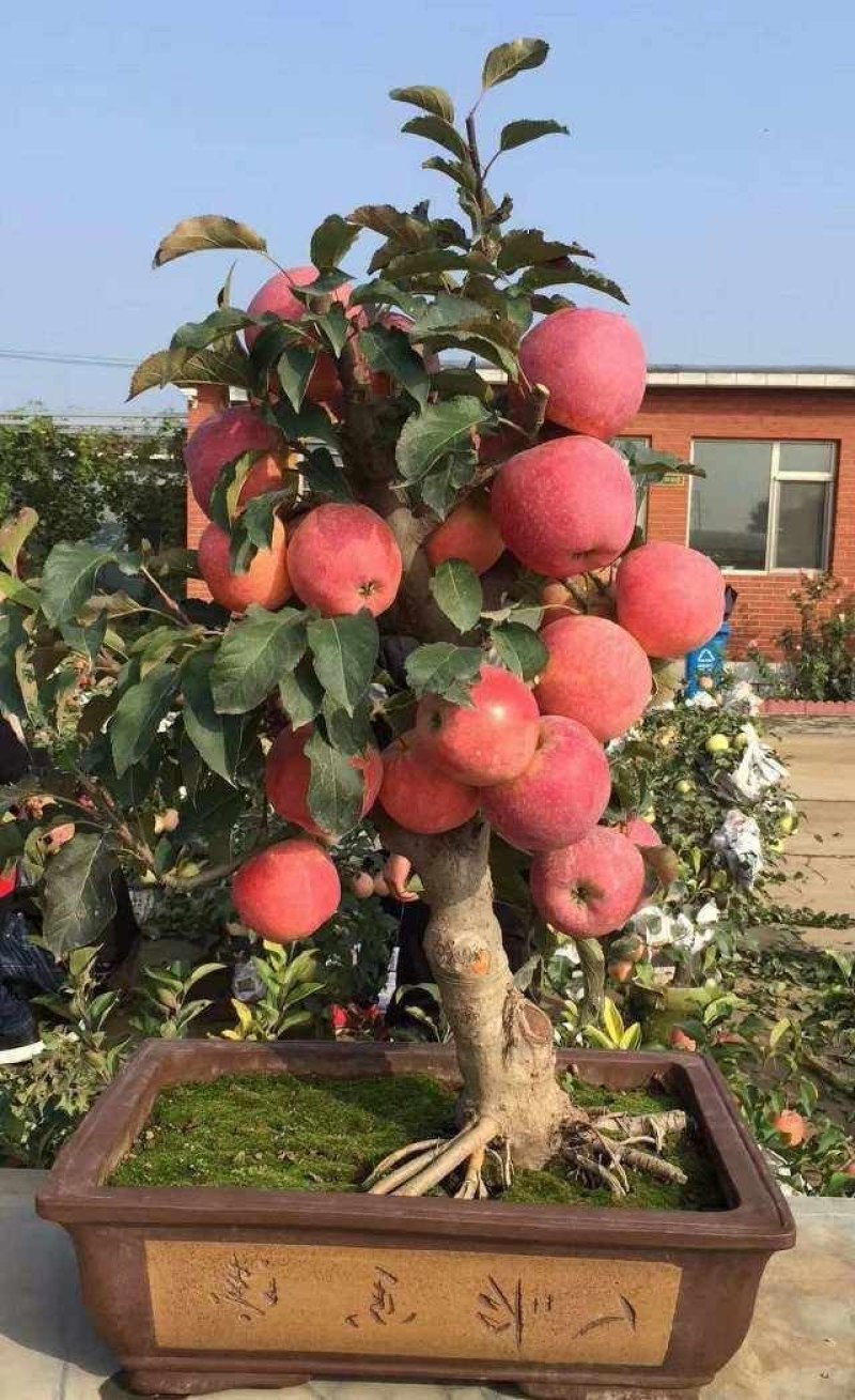 苹果盆景免费提供技术~盆景素材苗诚信经营许可证正品