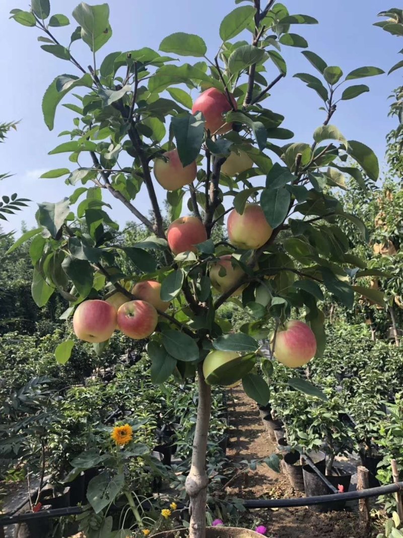 苹果盆景免费提供技术~盆景素材苗诚信经营许可证正品