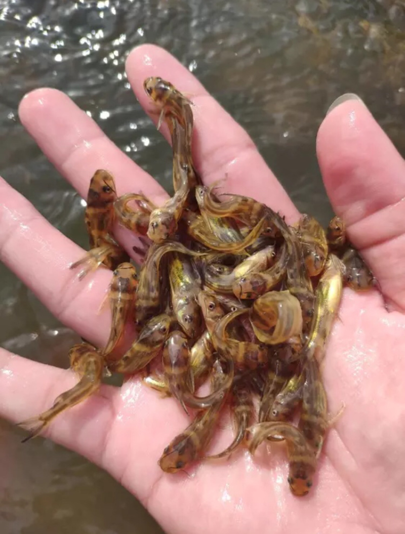 精品黄颡鱼苗，黄辣丁，包存活率，包质量，送货上门