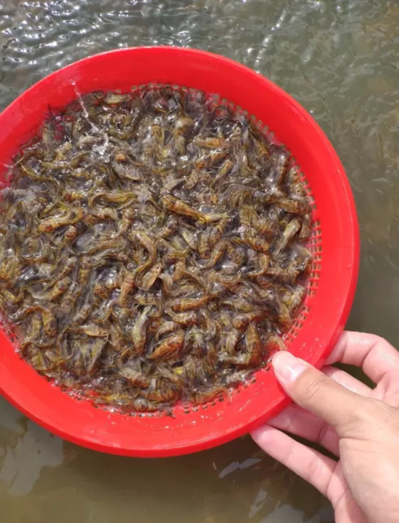 精品黄颡鱼苗，黄辣丁，包存活率，包质量，送货上门