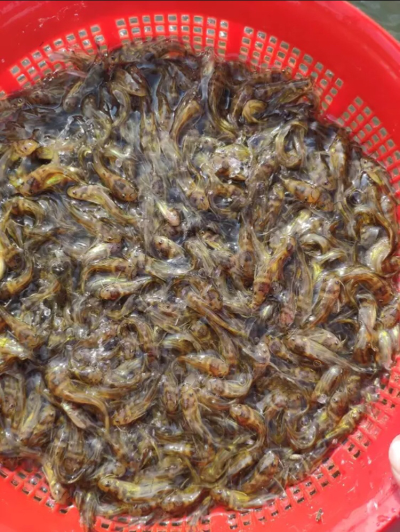 精品黄颡鱼苗，黄辣丁，包存活率，包质量，送货上门