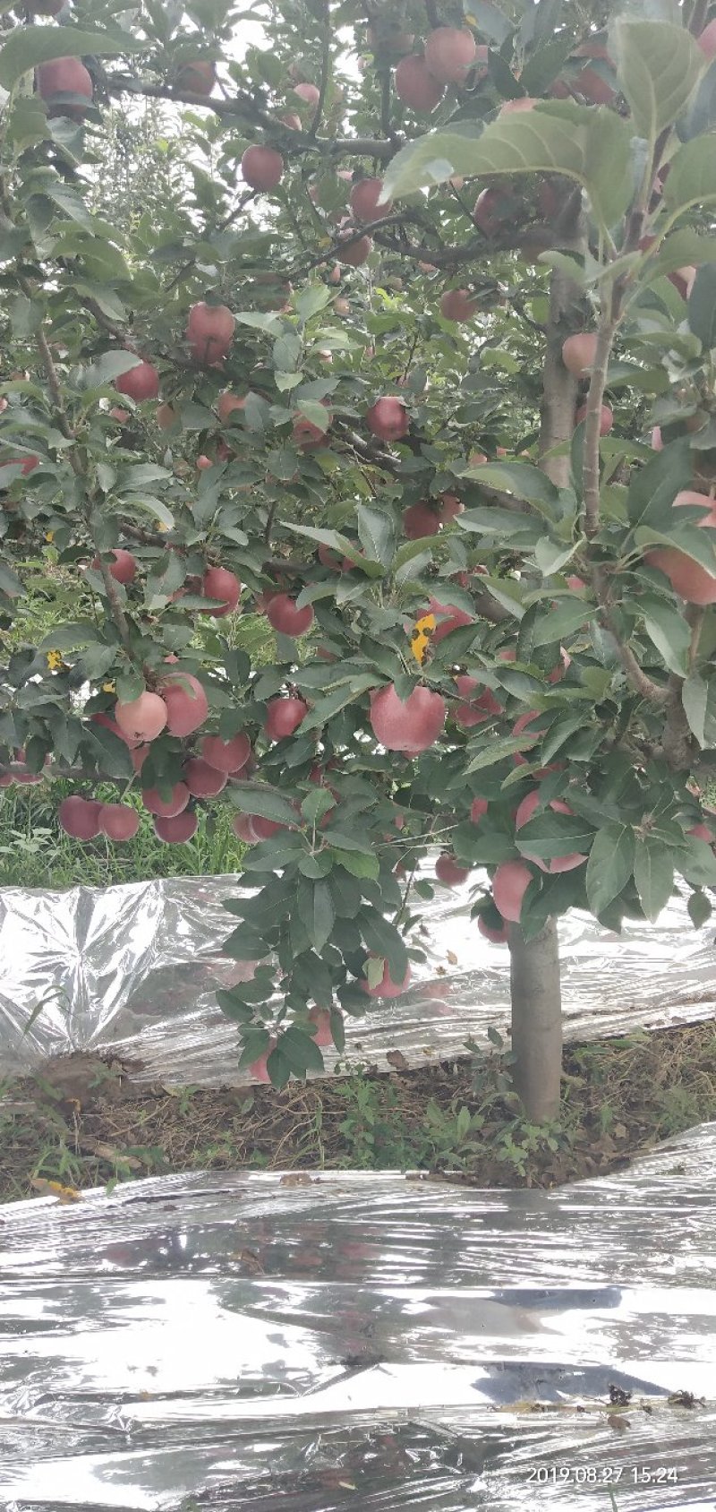 红星苹果🍎