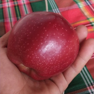 红星苹果🍎