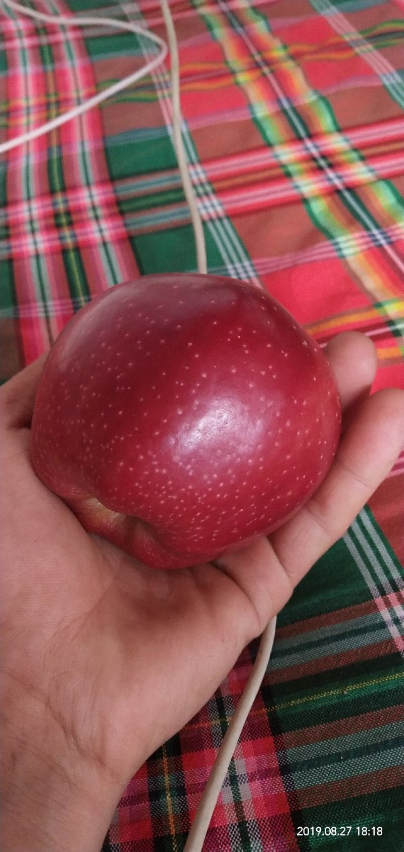 红星苹果🍎