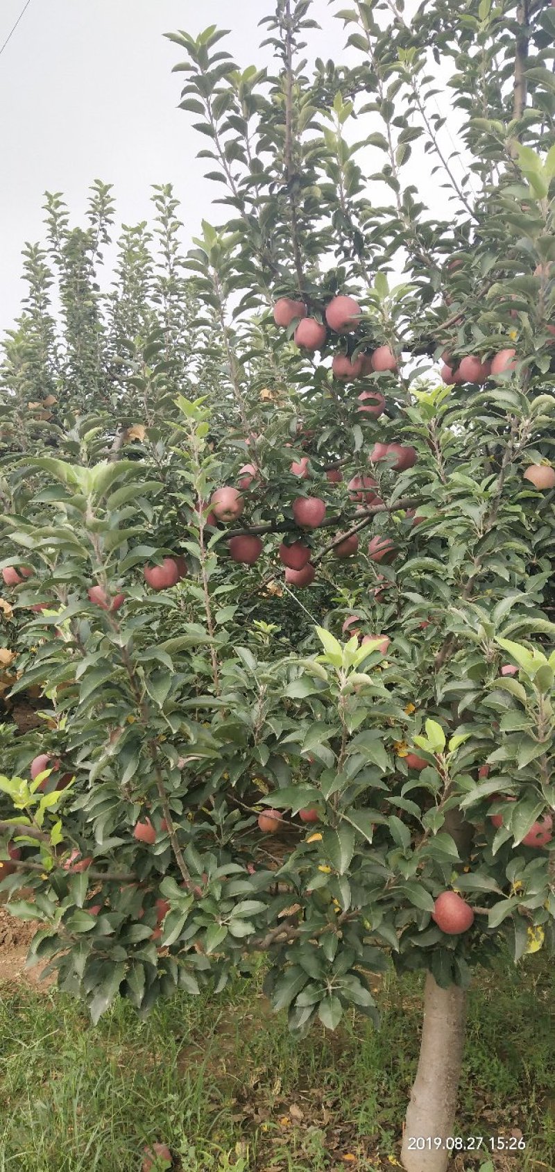 红星苹果🍎