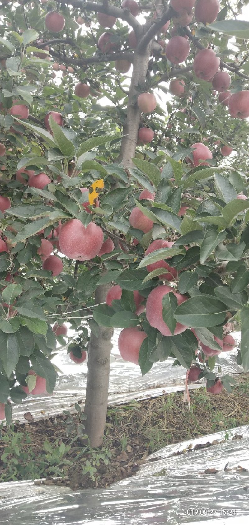 红星苹果🍎