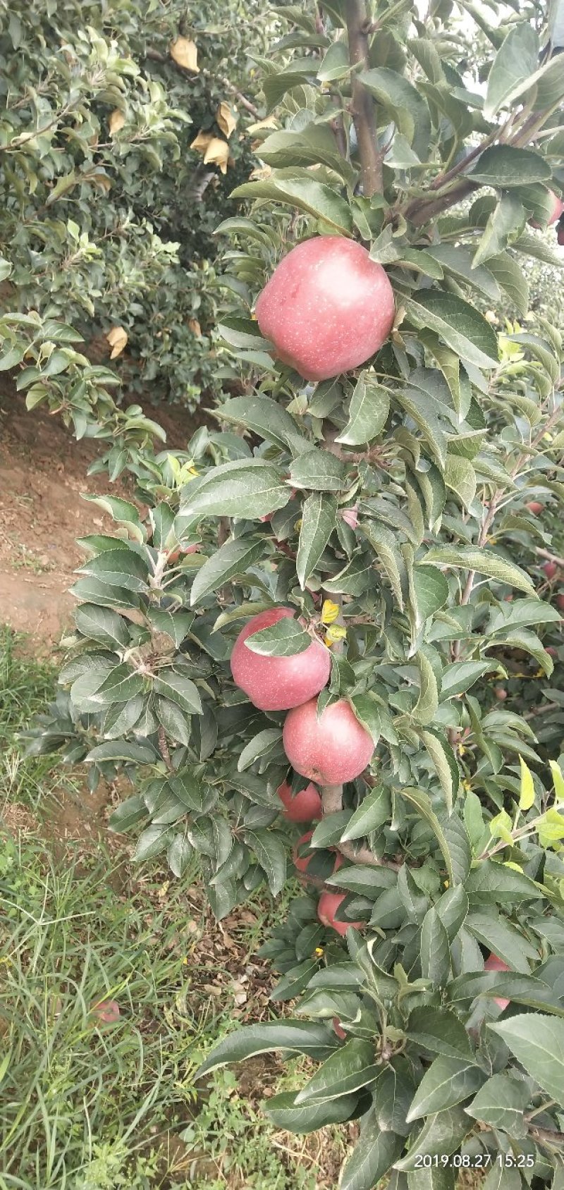 红星苹果🍎