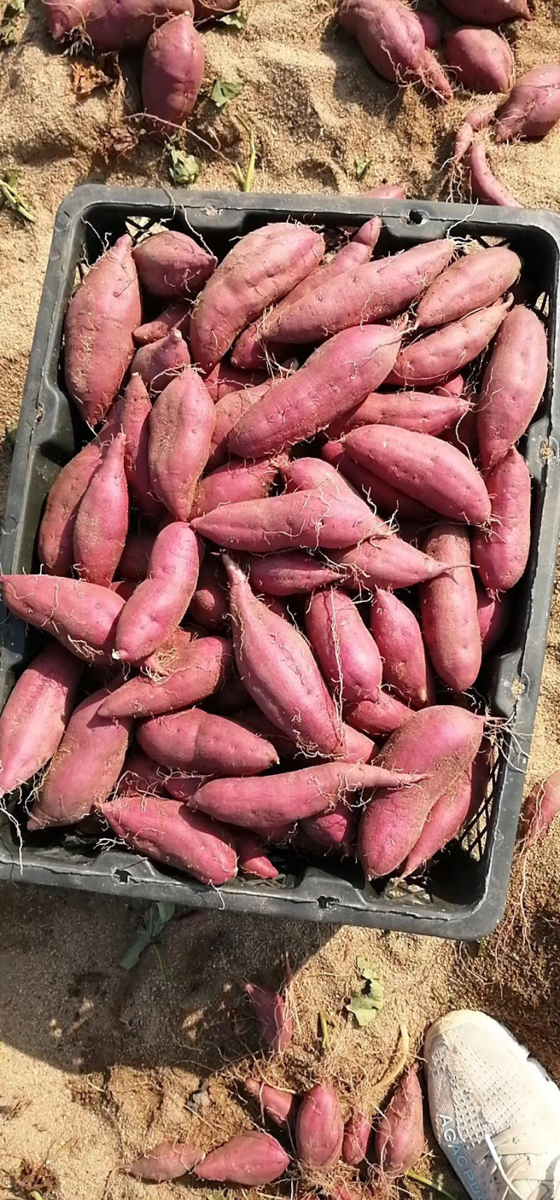 海南澄迈桥头富硒地瓜.高品质板栗薯〖纳薯〗板栗薯