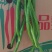 线椒，螺丝