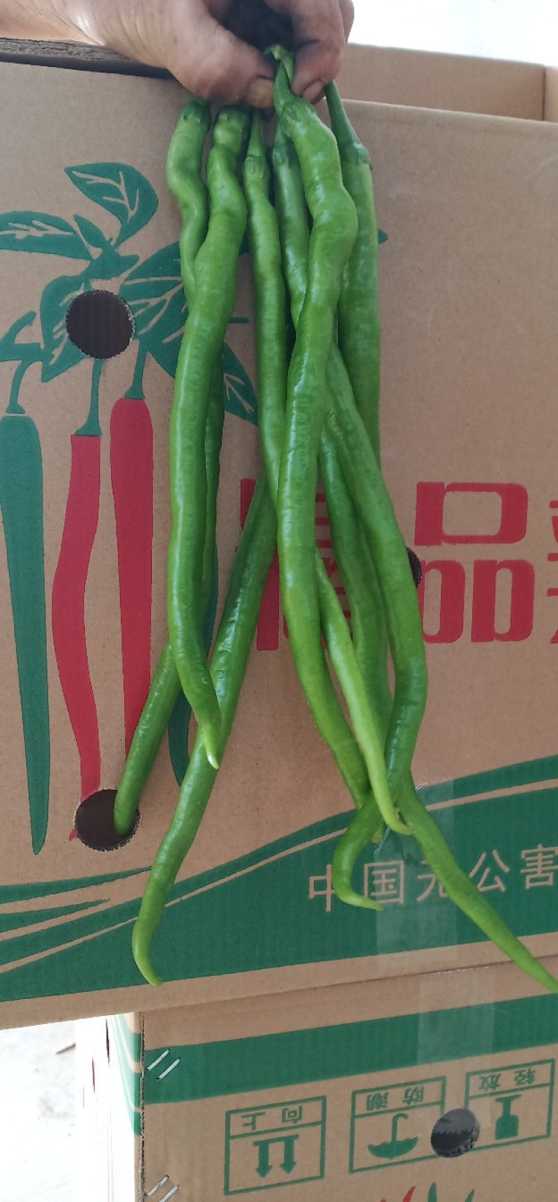 线椒，螺丝