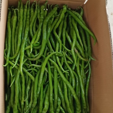 线椒，螺丝