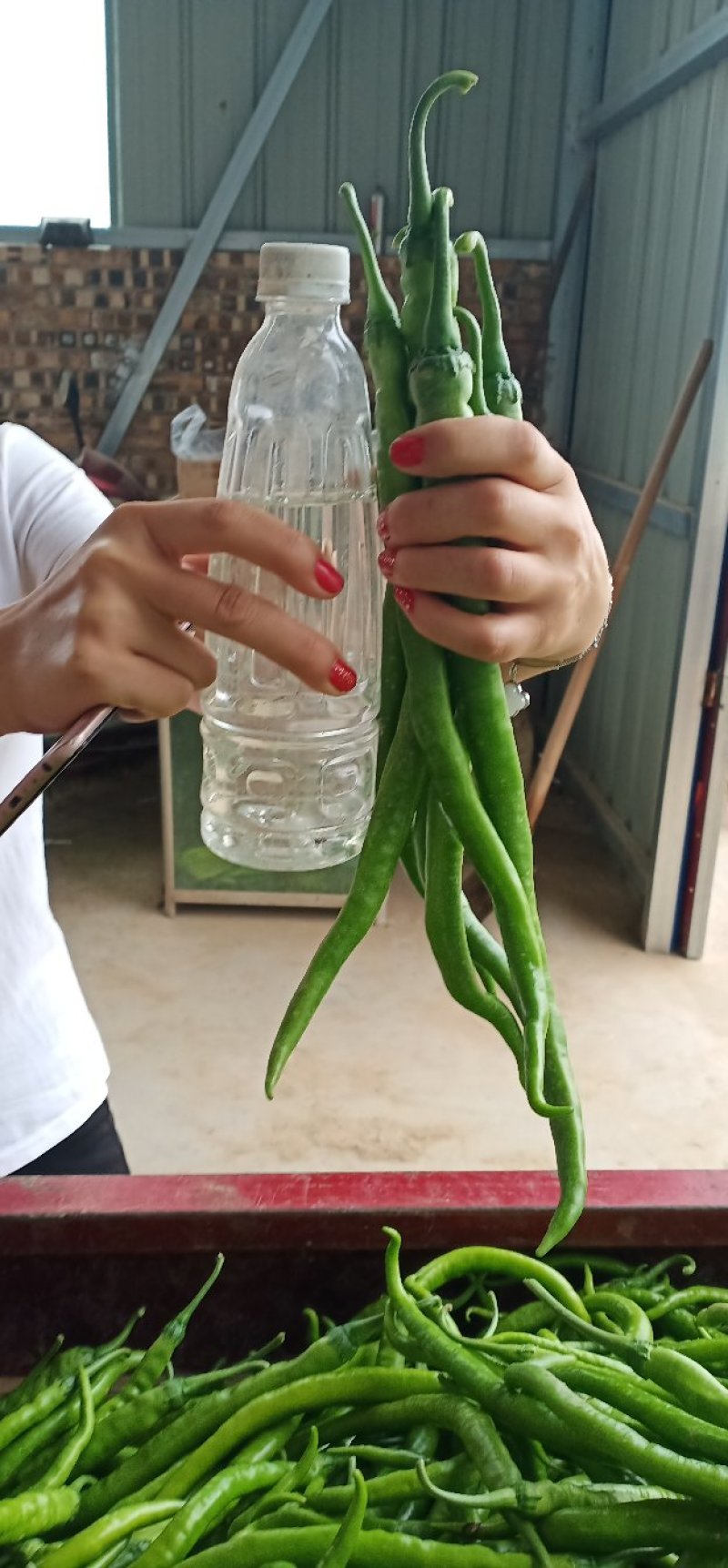 线椒，螺丝