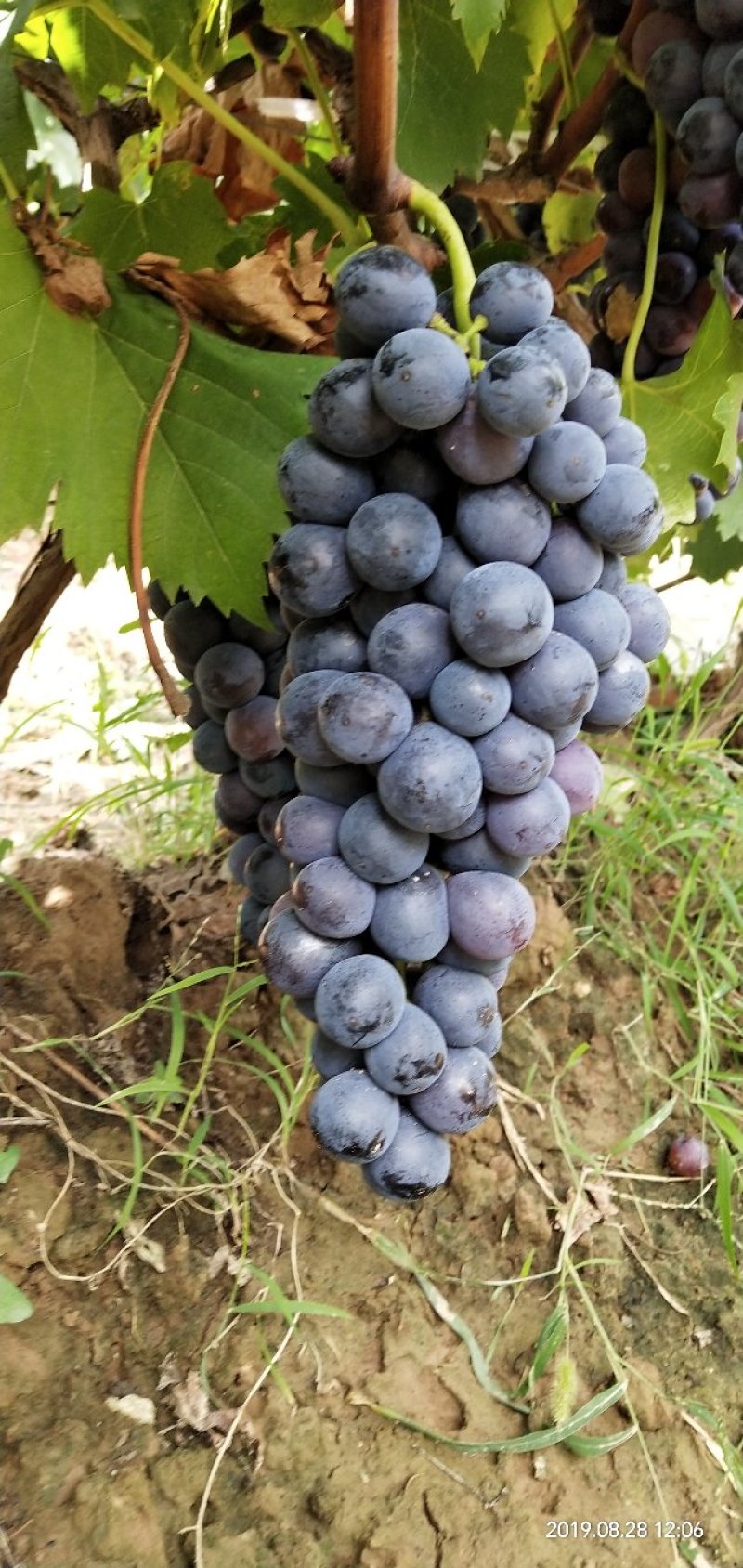 夏黑葡萄