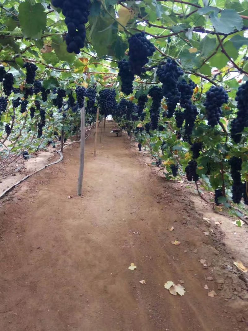 辽南熊岳葡萄大量上市产地代办一手货源