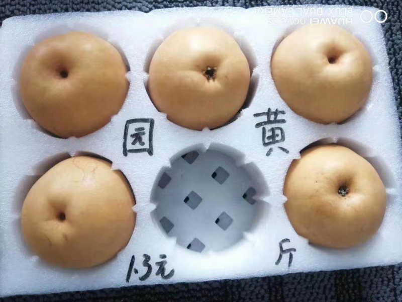 黄金梨