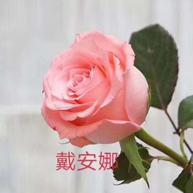 批发各种颜色玫瑰花种苗，四季开花，空运包邮到家，假一赔百