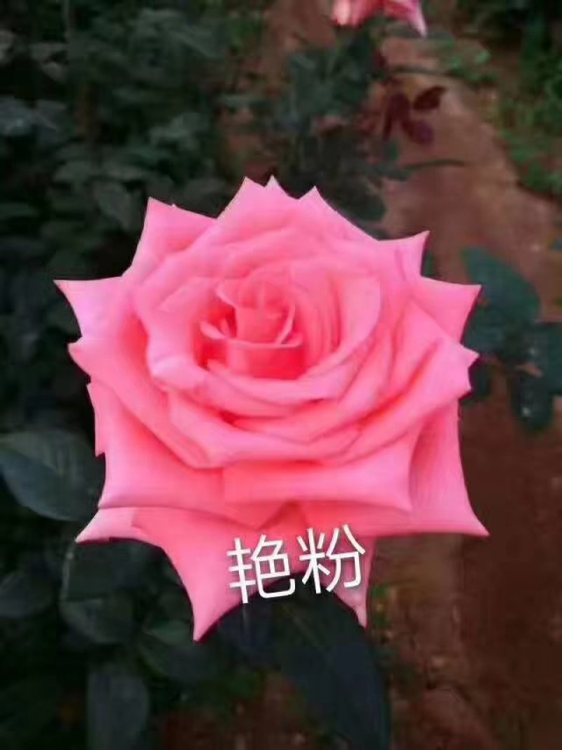 批发各种颜色玫瑰花种苗，四季开花，空运包邮到家，假一赔百