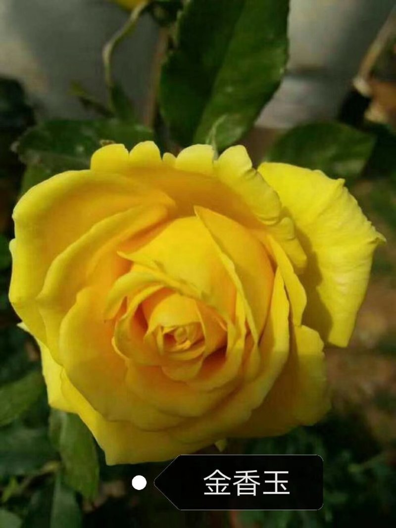 批发各种颜色玫瑰花种苗，四季开花，空运包邮到家，假一赔百