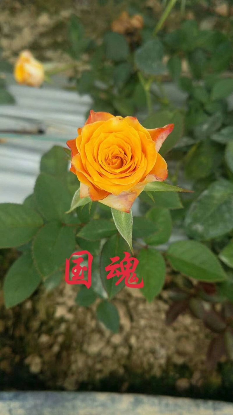 批发各种颜色玫瑰花种苗，四季开花，空运包邮到家，假一赔百