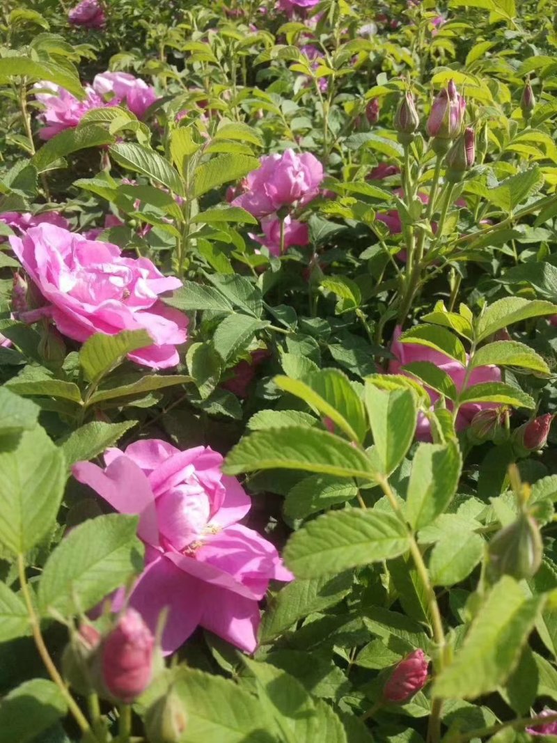 批发各种颜色玫瑰花种苗，四季开花，空运包邮到家，假一赔百