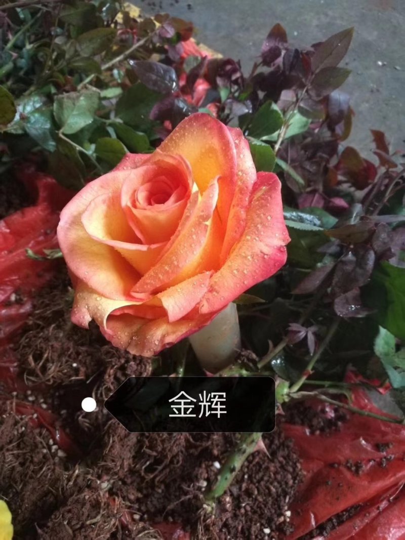 批发各种颜色玫瑰花种苗，四季开花，空运包邮到家，假一赔百