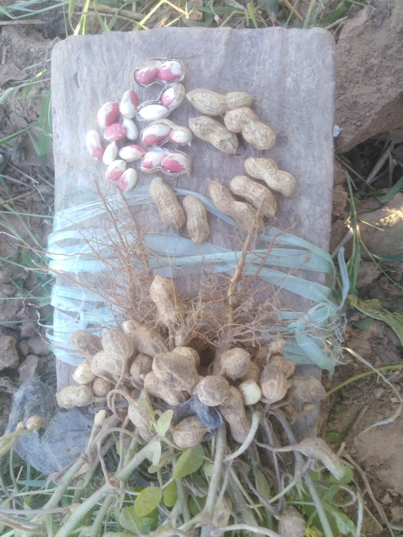 新年干花生，富硒色彩花生，花冠花生，水果花生，6斤包邮