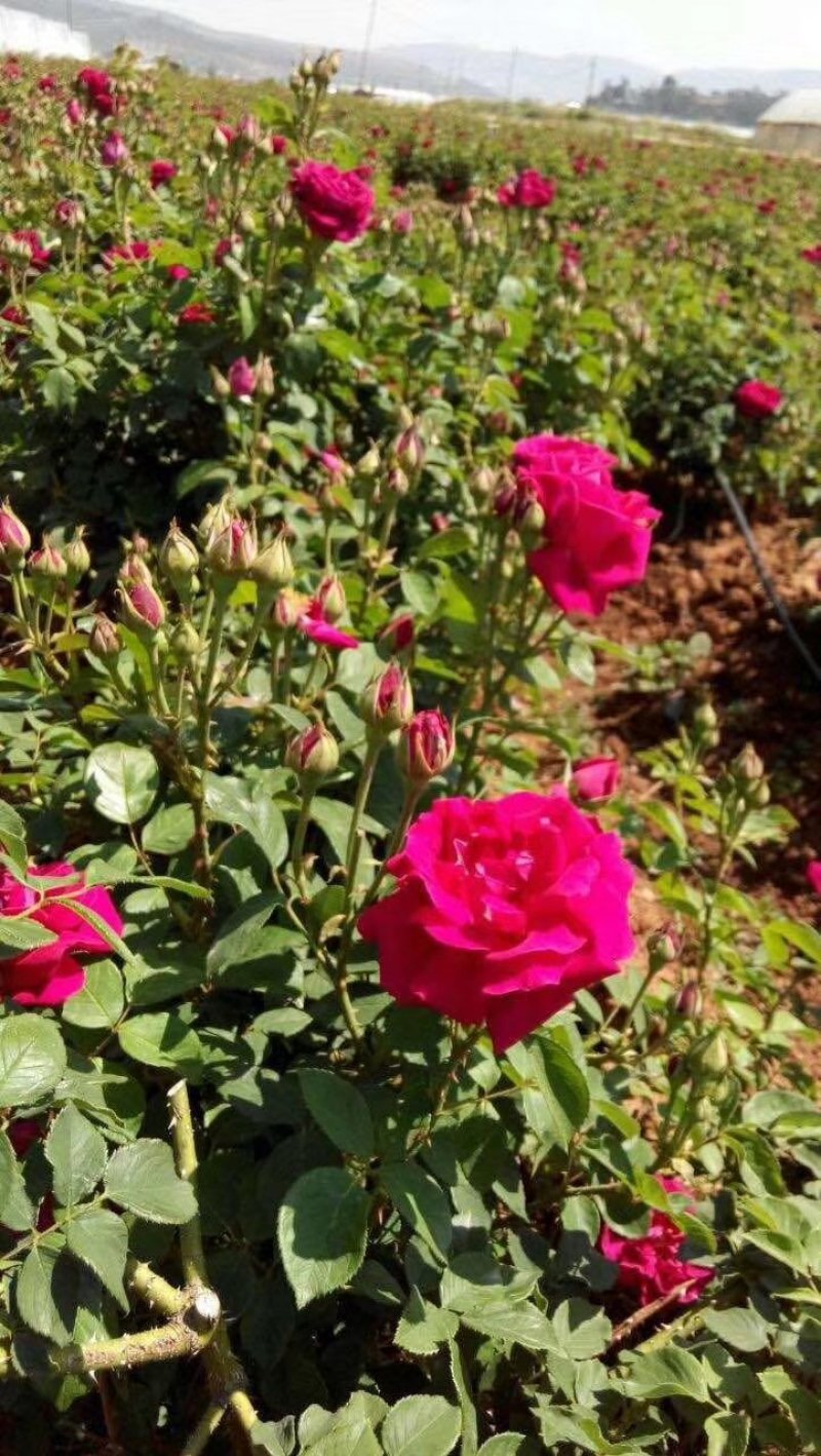 批发各种颜色玫瑰花种苗，四季开花，空运包邮到家，假一赔百