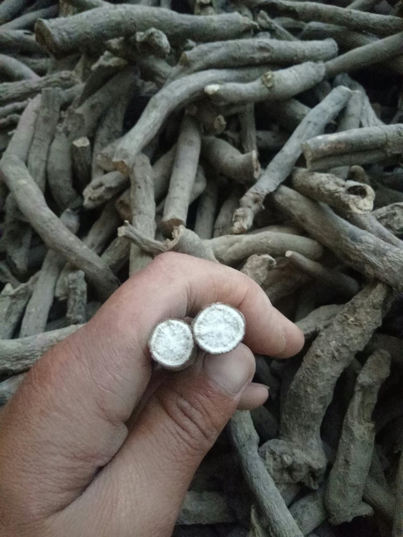 亳州市卫岗镇地产中药材白芍开花芍都是干