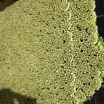 代收毛芹