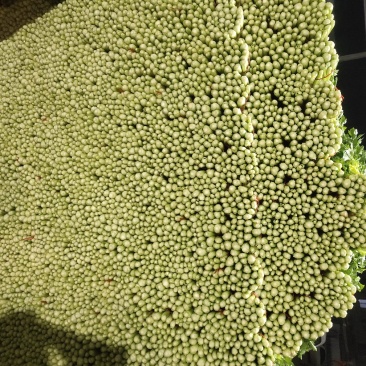 代收毛芹