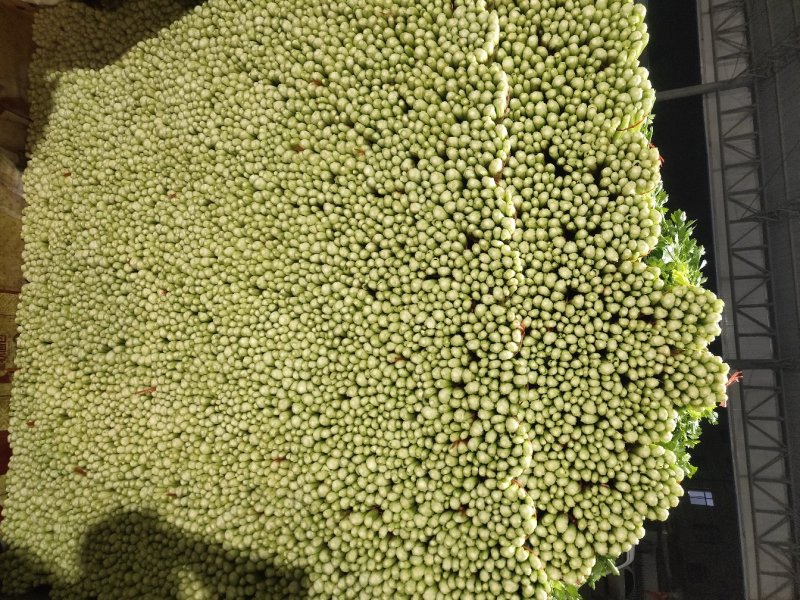 代收毛芹