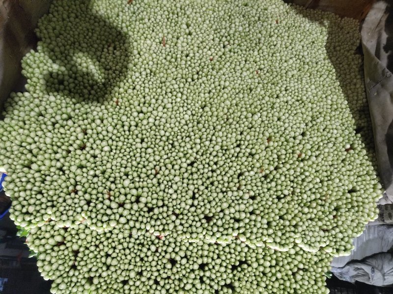 代收毛芹