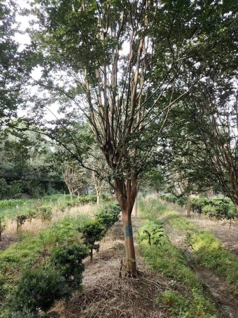 5-20公分紫薇量大供应要的抓紧了，，，