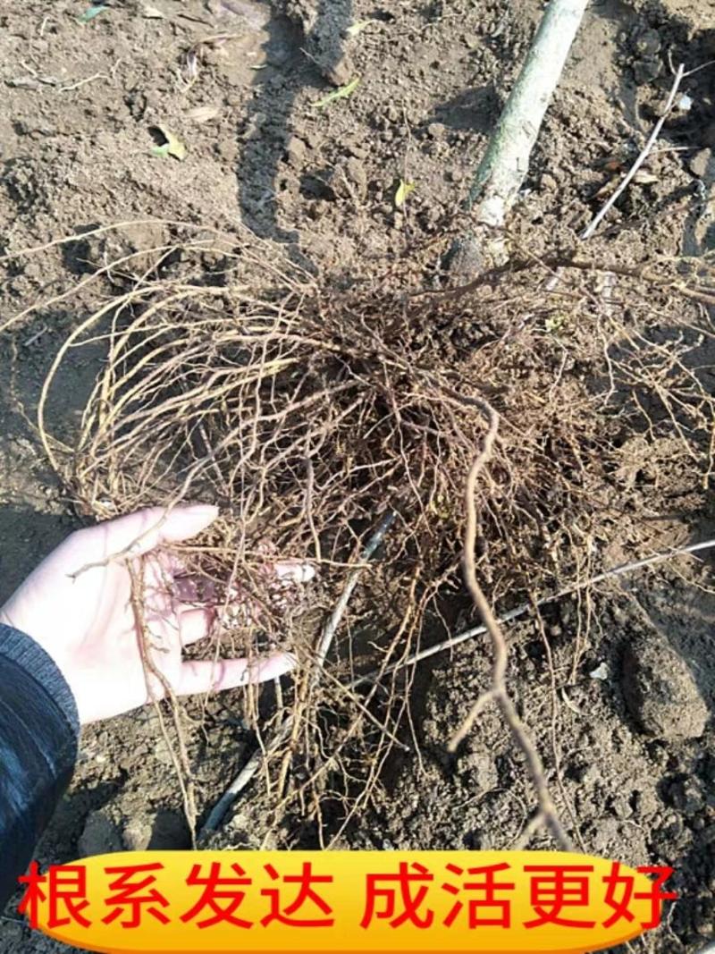 （热销石榴苗）突尼斯软籽石榴树苗当年结果苗根系发达品种纯