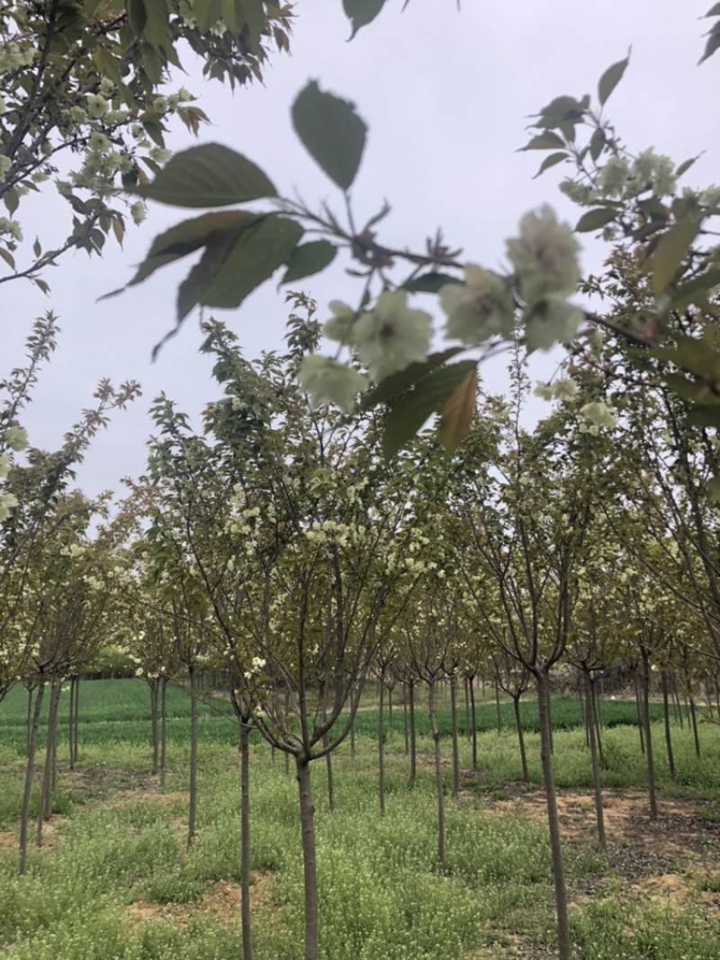 绿樱郁金樱分枝点1.2-1.8米开绿色花的樱花