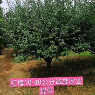 红梅3-30公分量大供应商