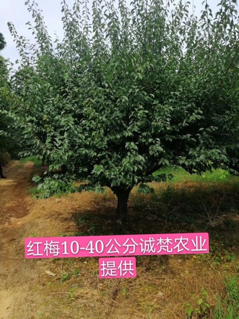红梅3-30公分量大供应商