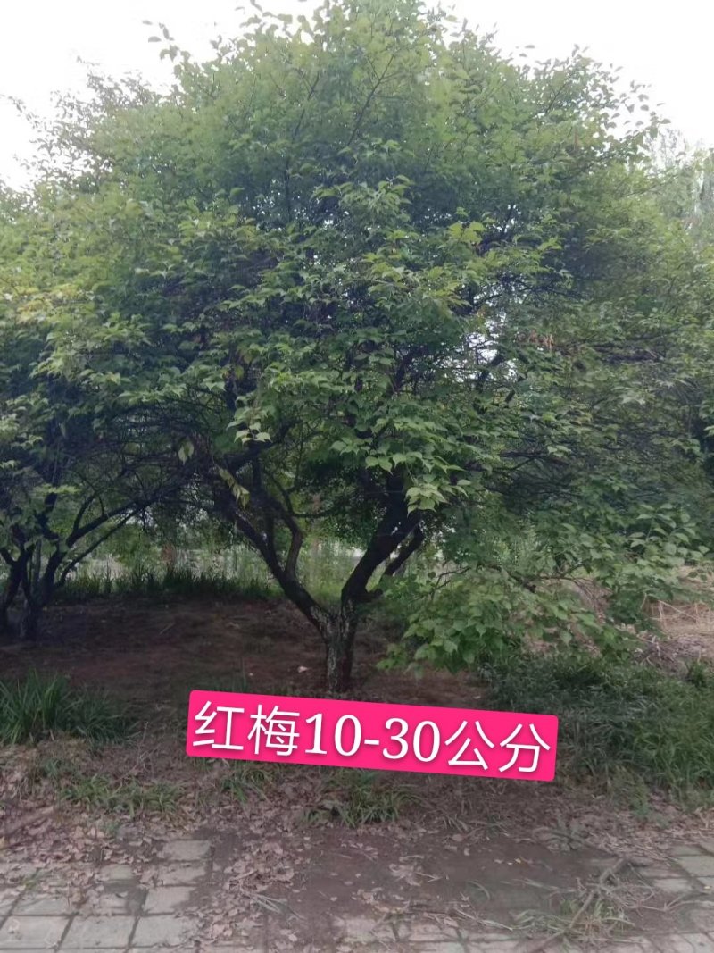 红梅3-30公分量大供应商