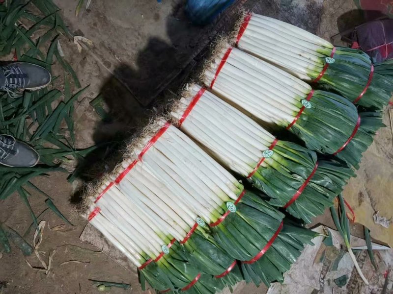 优质铁杆大葱，常年供应，全国批发市场，粗细均分，包售后