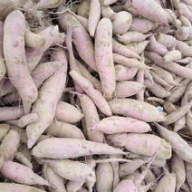 紫薯河南紫薯产地大量上市价格低品质好