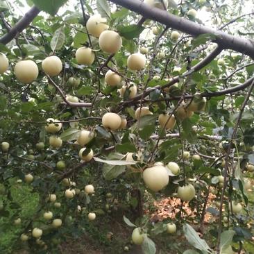 花冠苹果已脱袋多天，在三五天就红了，今年雨水多地湿上色快