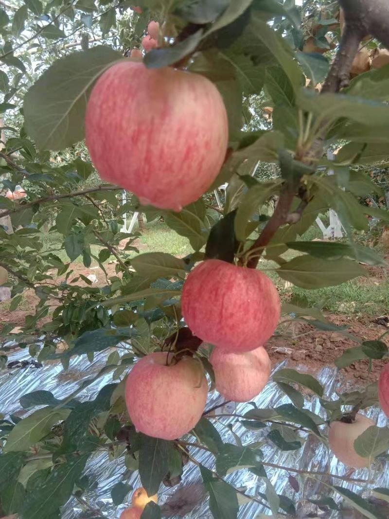 沂蒙山苹果/山东红富士苹果/红富士苹果/全国发货
