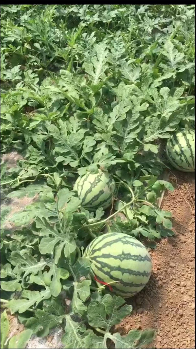 西瓜