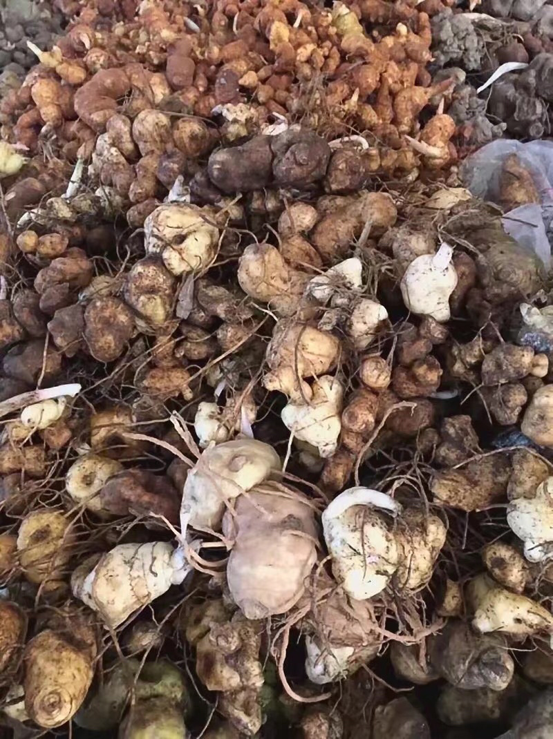 黄精（包邮）一手货源批发