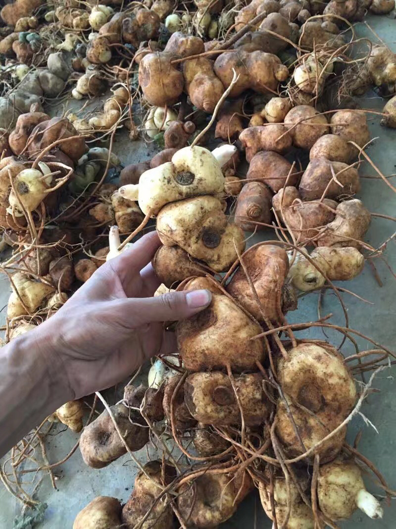 黄精（包邮）一手货源批发
