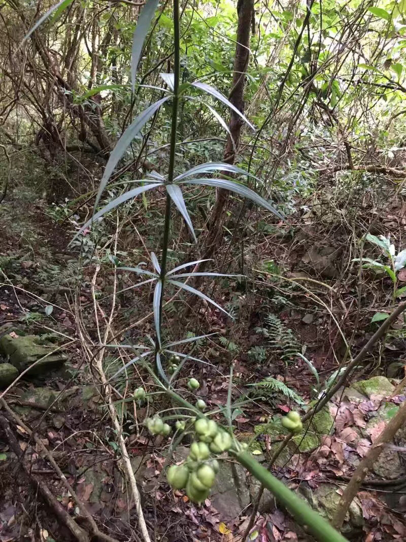 黄精（包邮）一手货源批发