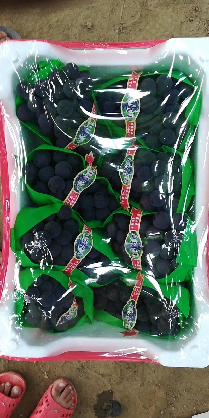 辽南巨峰葡萄大量上市中颗粒大口感甜