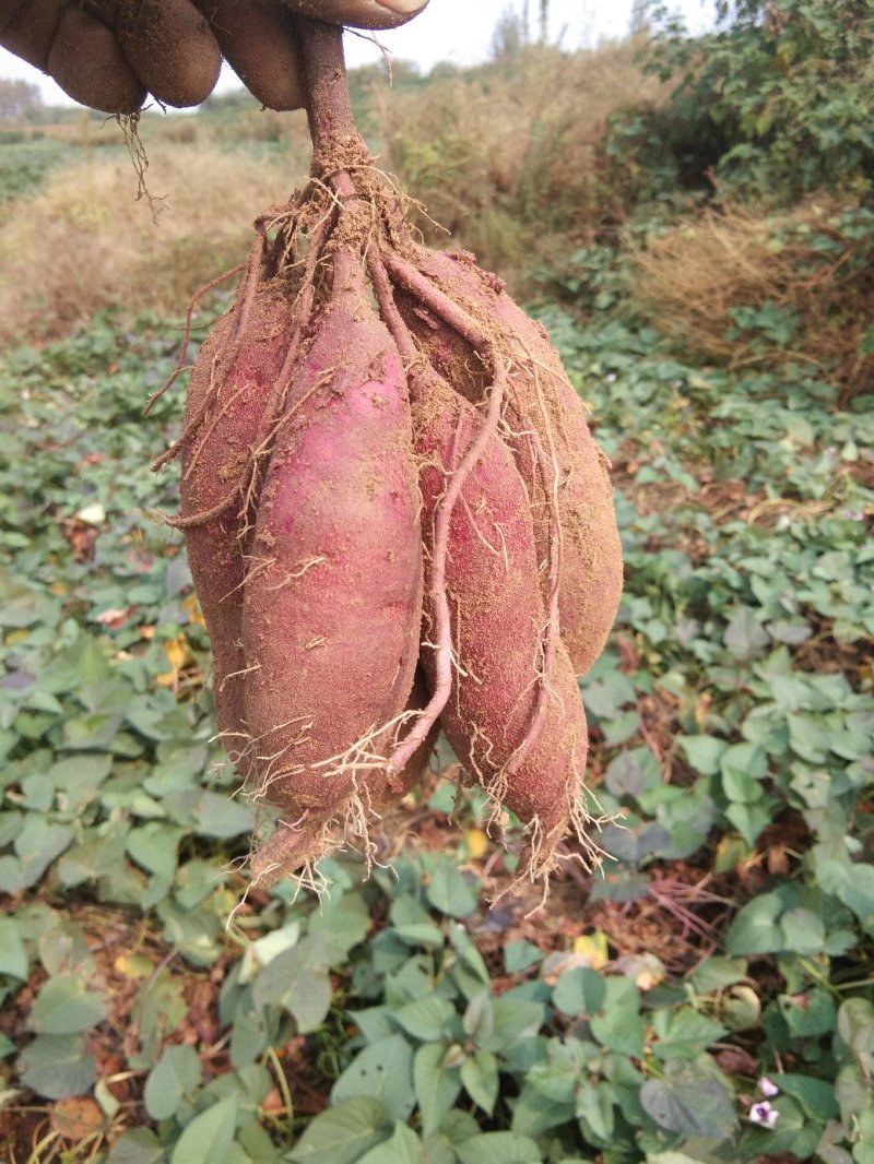 烟薯蜜薯，山岭地，糖化好